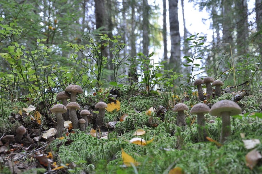 Грибная Поляна