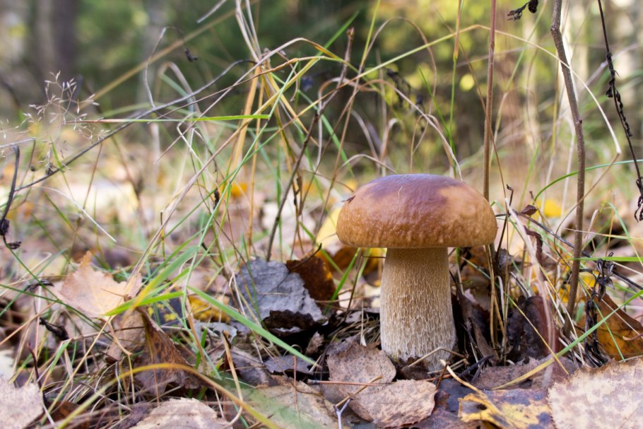 Гриб Боровик