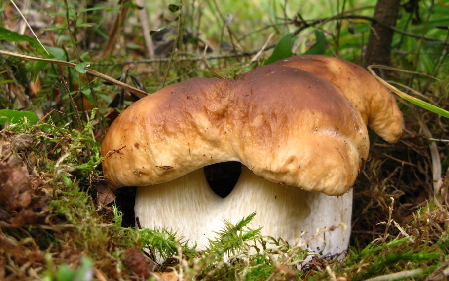 Боровик обыкновенный