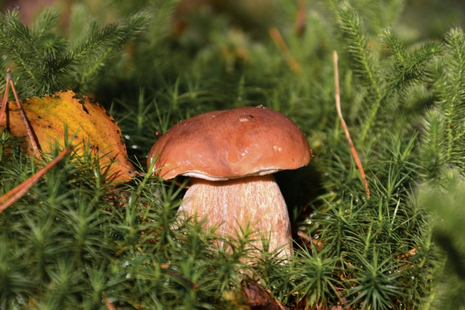 Боровик еловый