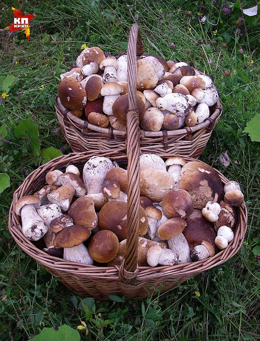 Боровики в корзине