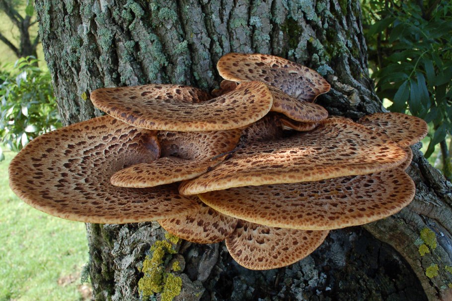 Трутовик чешуйчатый Polyporus squamosus