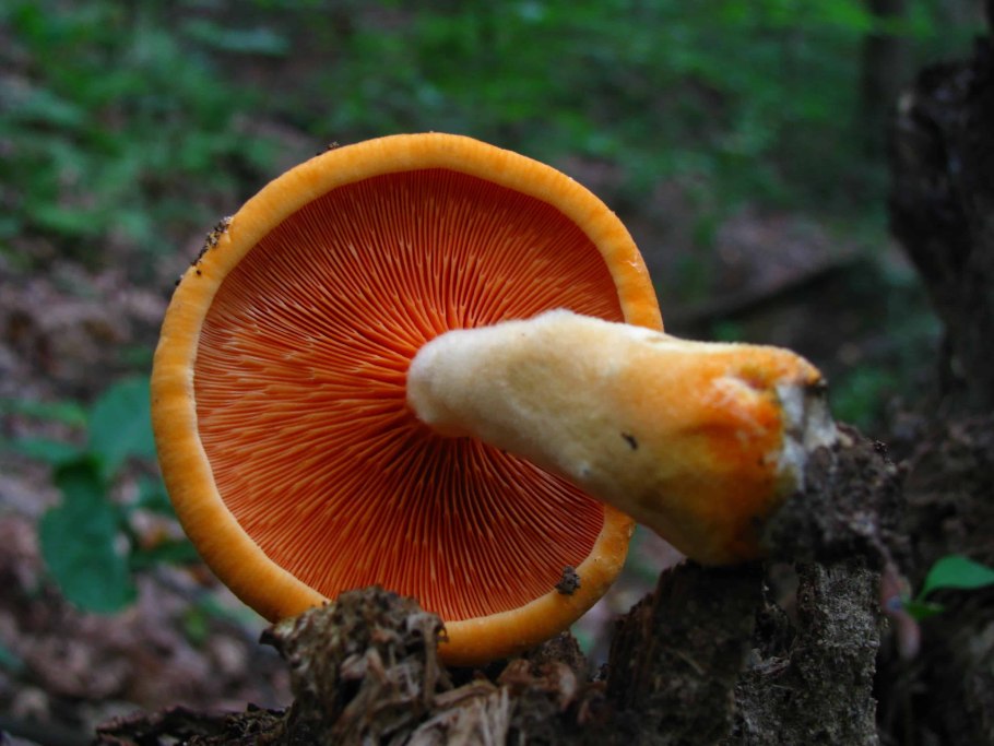 Hygrophoropsis aurantiaca