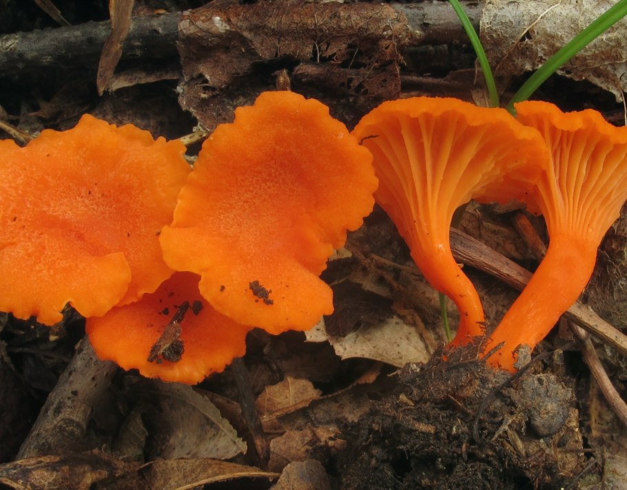 Cantharellus cinnabarinus
