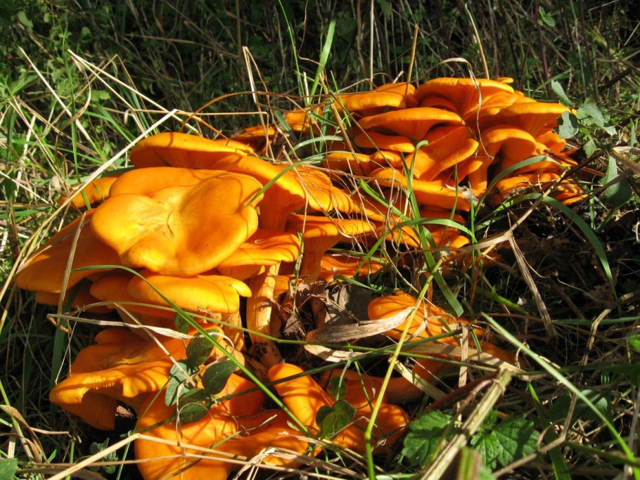 Гриб Omphalotus illudens