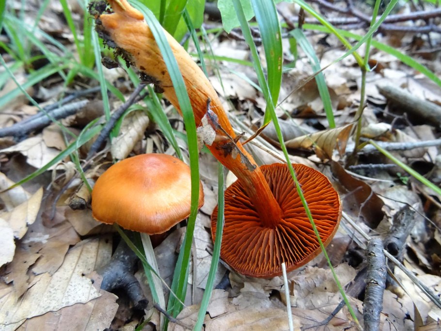 Cortinarius cinnabarinus
