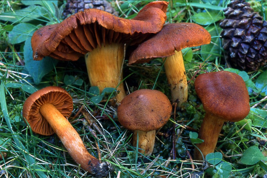 Паутинник горный плюшевый