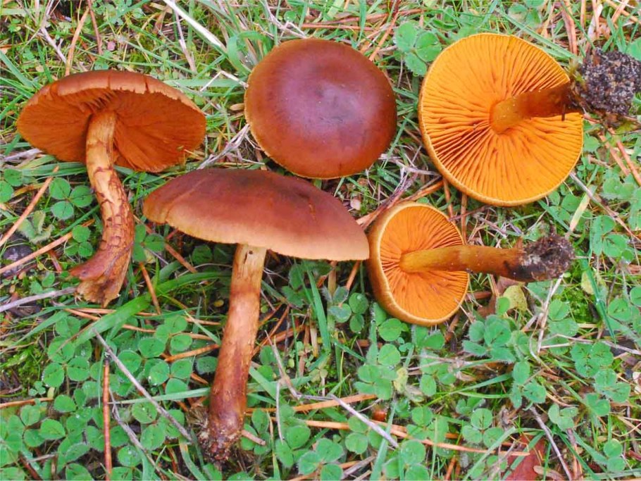Паутинник коричный (Cortinarius cinnamomeus)