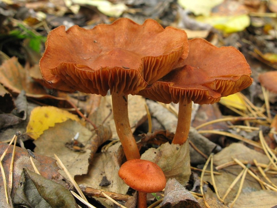 Паутинник болотный Cortinarius uliginosus