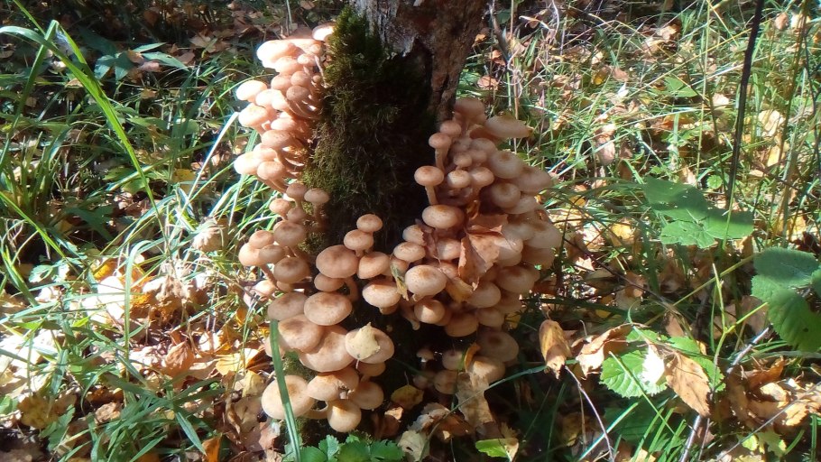 Тихая охота опята