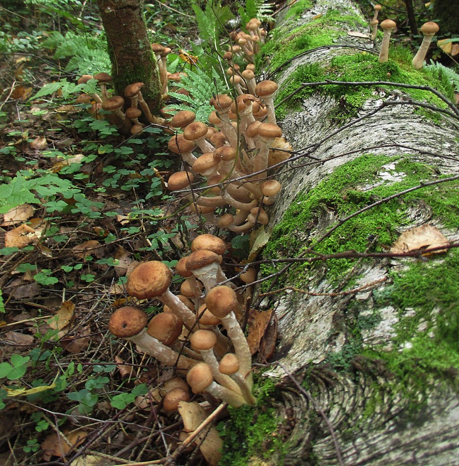 Опята осенние еловые