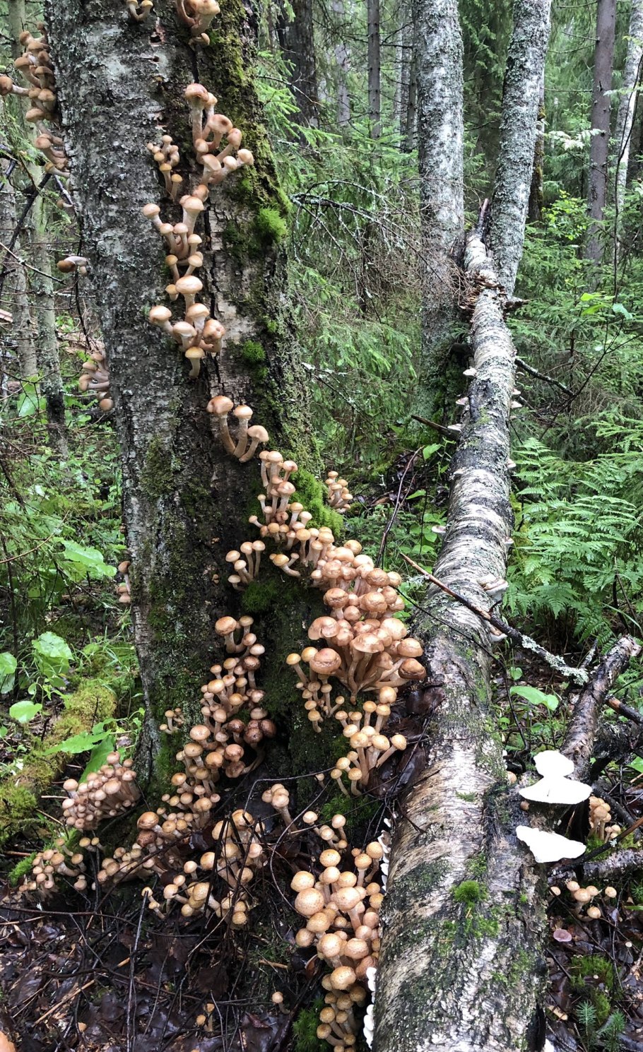 Опенок горчичный Armillaria sinapina