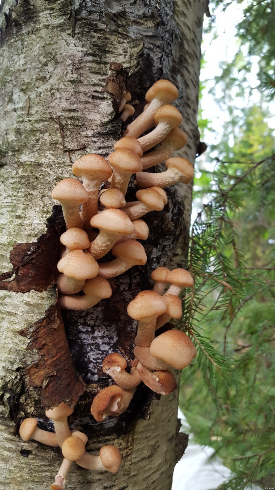 Опенок осенний Рыжик