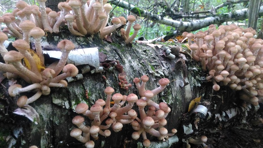 Опята Владивосток