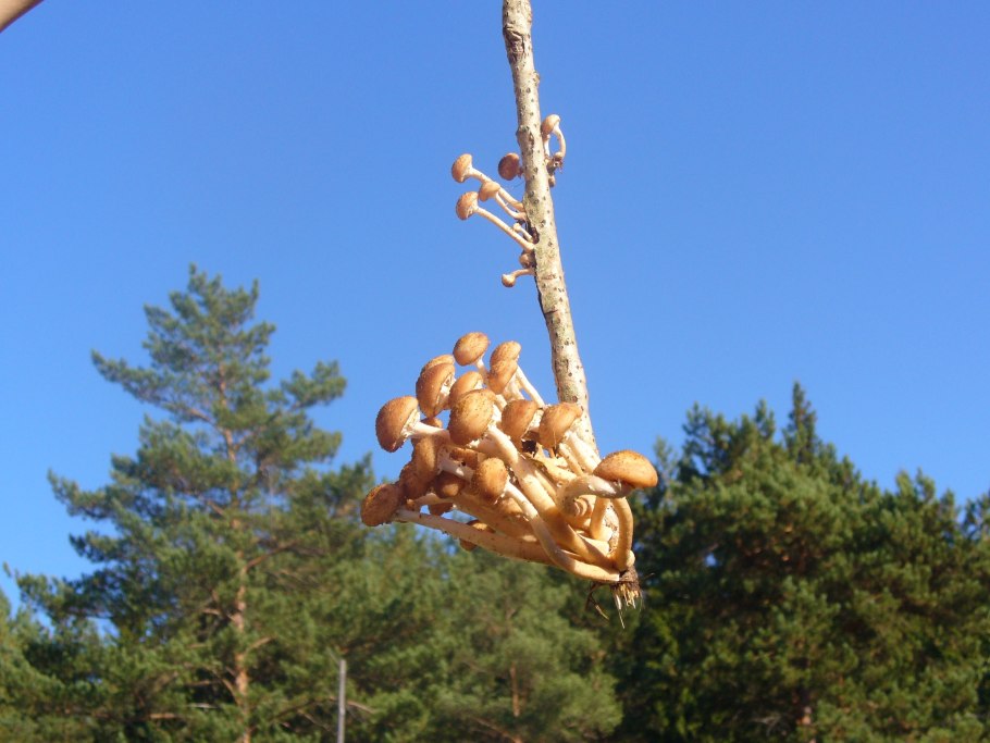 Опята пеньковые осенние