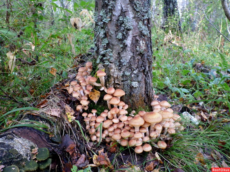 Лесной опенок