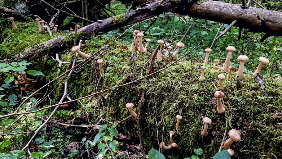 Опенок луговой ведьмино