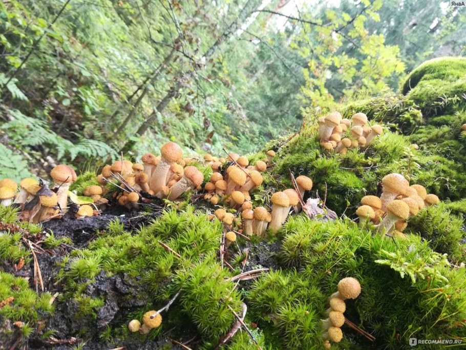 Опята в декабре