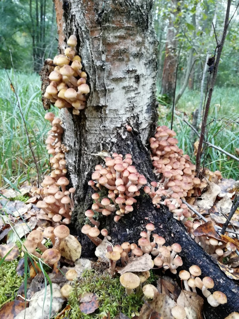 Опята еще есть в лесу.