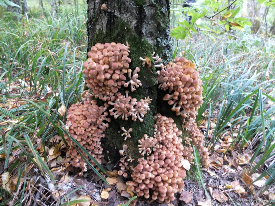 Гриб опёнок фламулина