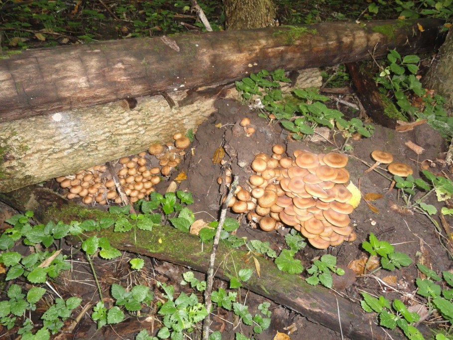 Опята в лесу