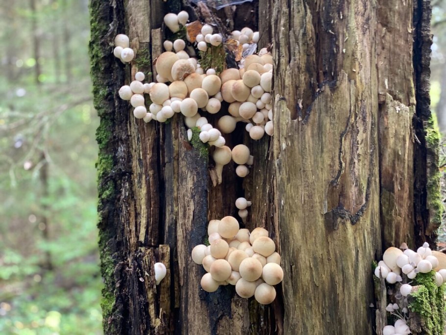 Опята под осенними листьями