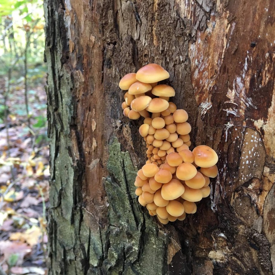 Грибница опенка темного Armillaria ostoyae