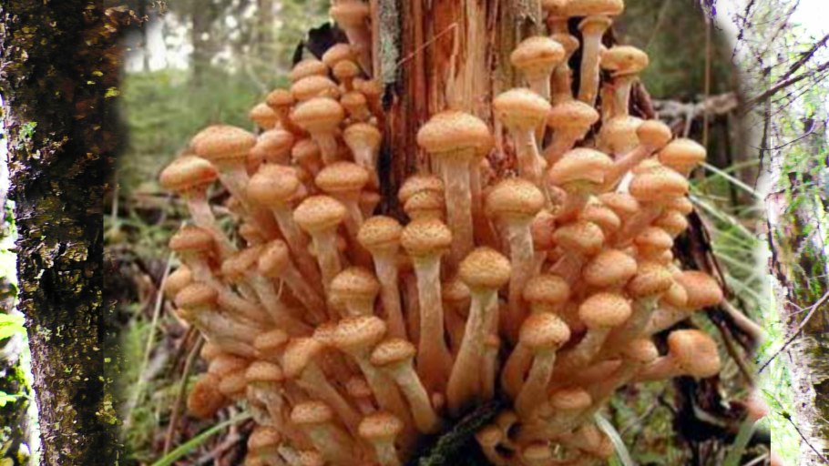 Лесные опята