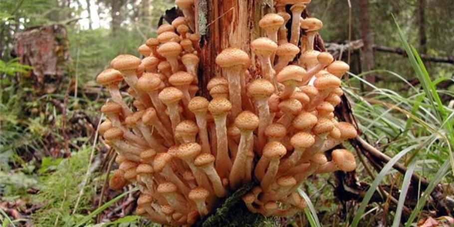 Гриб на корне березы опята