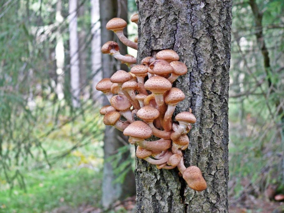 Armillaria mellea