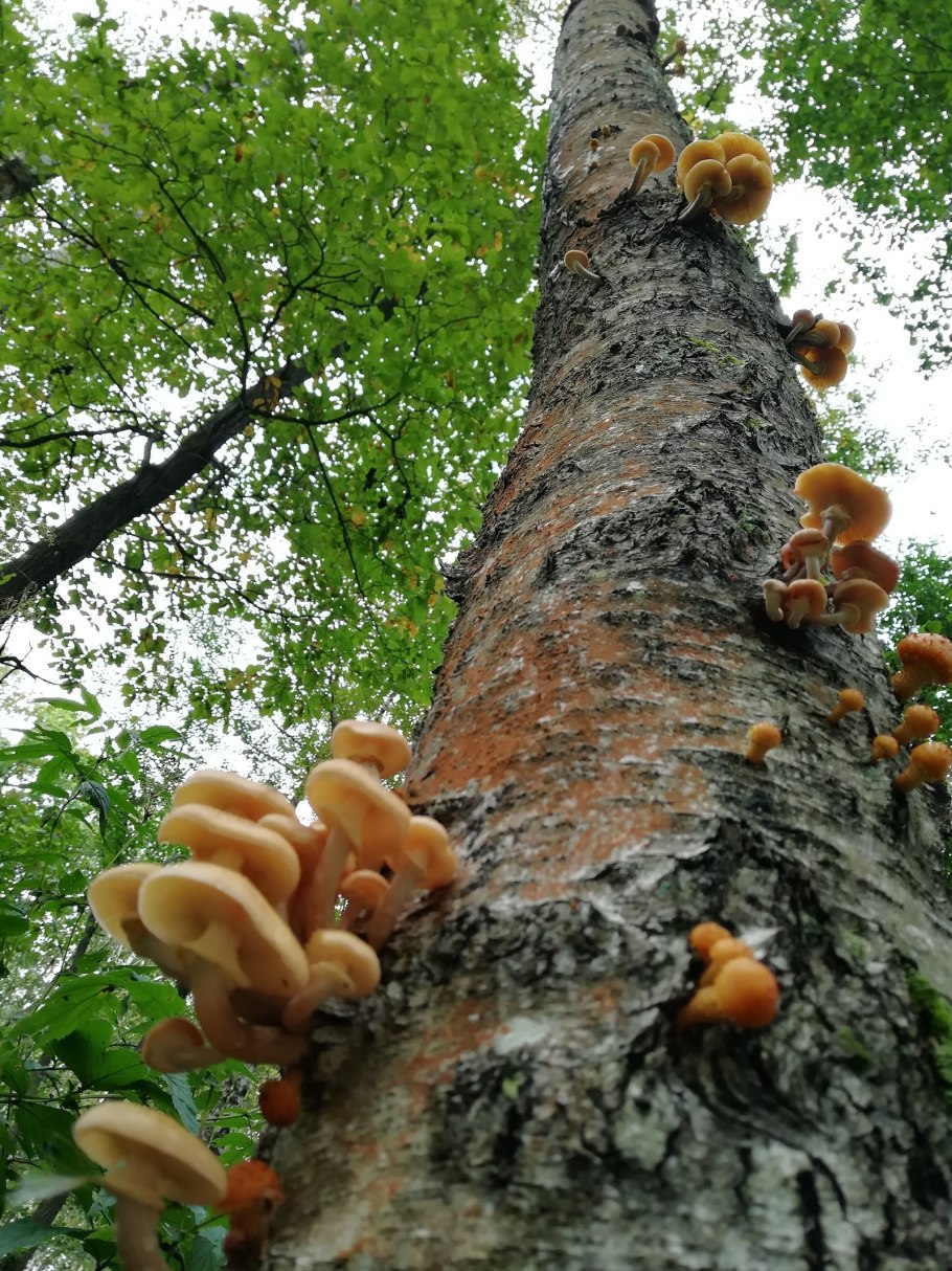 Лже опята осенние