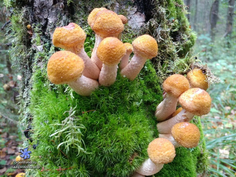 Опята Лесные пеньковые