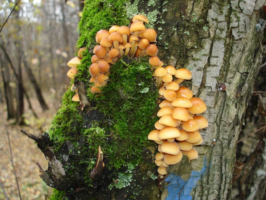 Опёнок зимний гриб