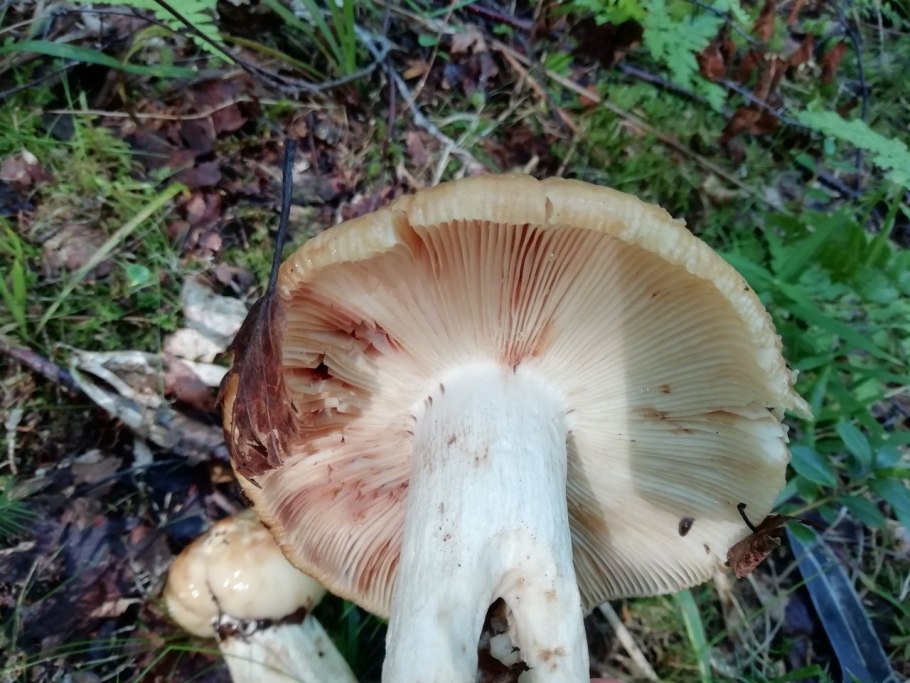 Гриб Валуйчик