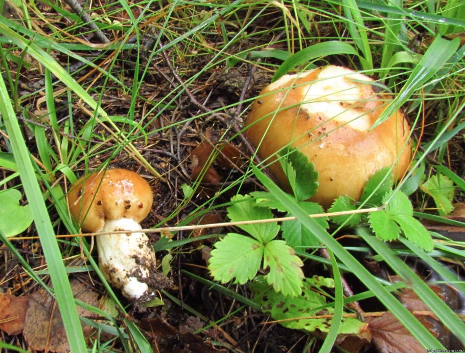 Валуй березовый