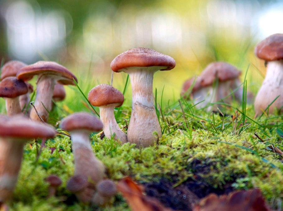 Грибы бычки валуи