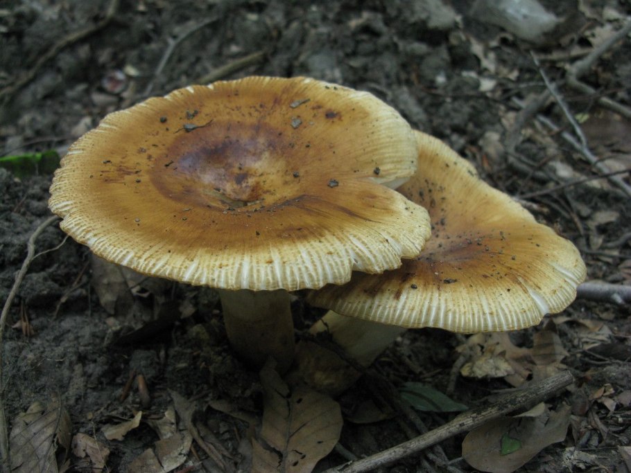 Самарские лисички грибы