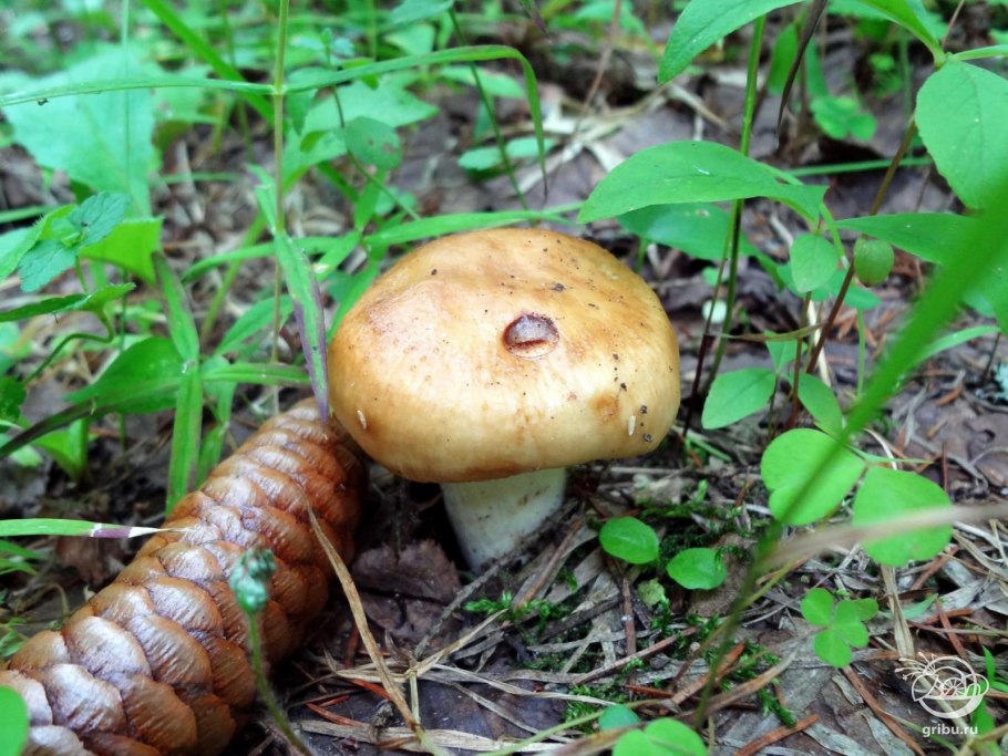 Валуй гриб съедобный