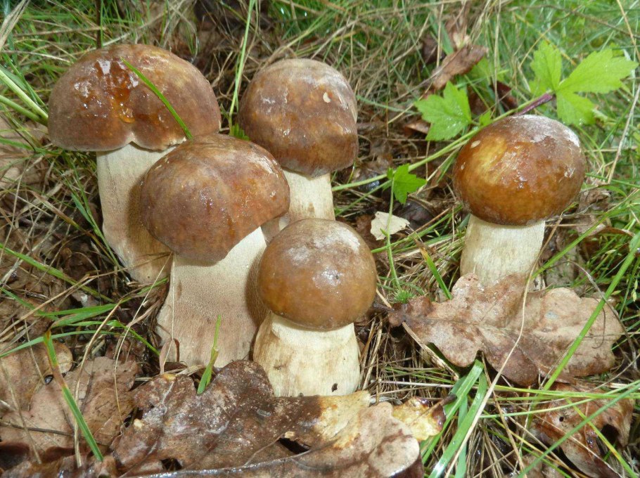Грибы в Пермском крае Рыжик опёнок