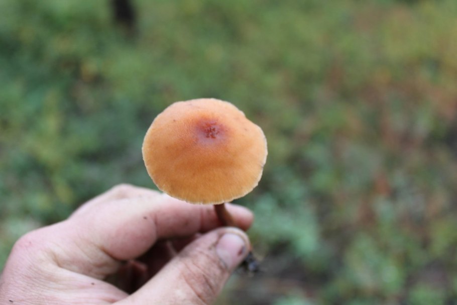 Фотографию гриб кулак