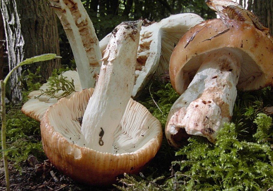 Съедобные пластинчатые грибы Валуй