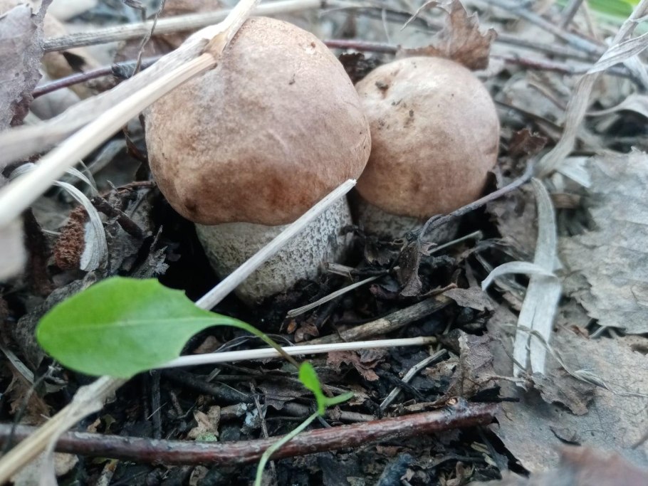 Оранжевые осенние грибы