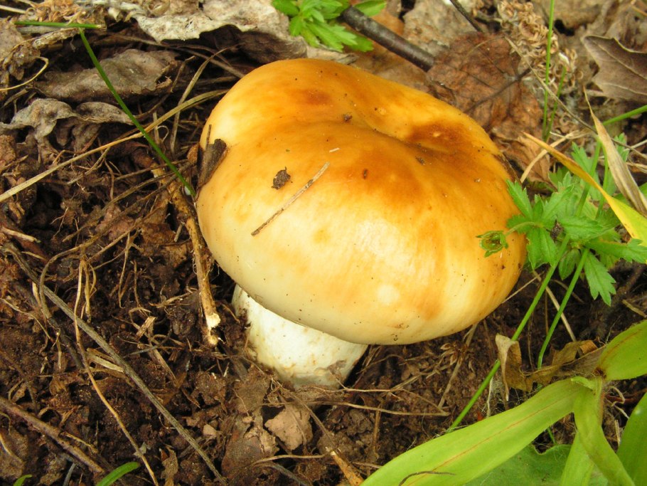 Валуй (Russula Foetens)