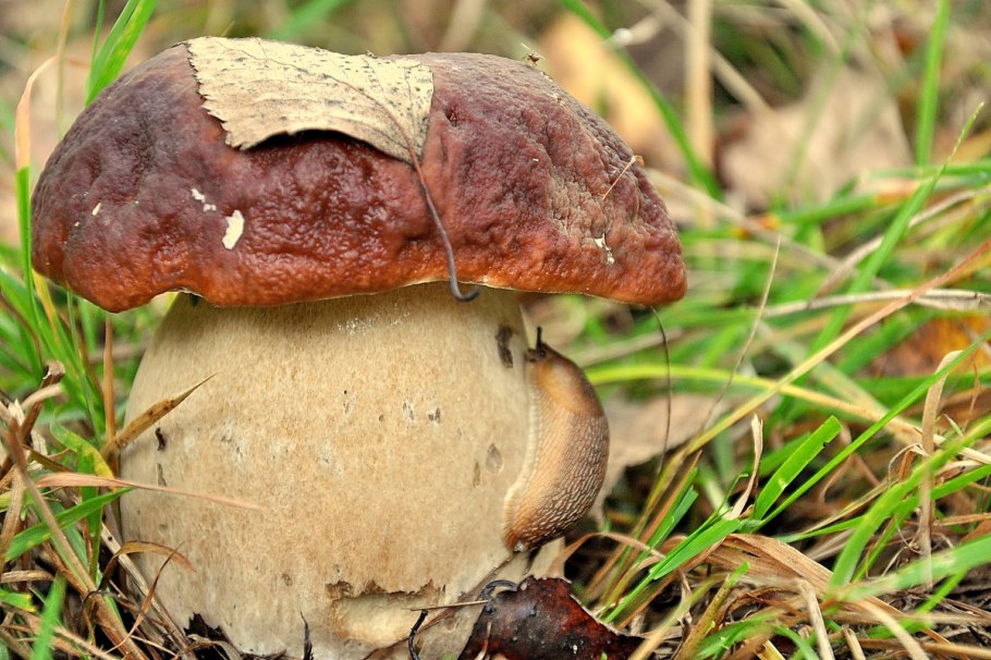 Валуй (Russula Foetens)