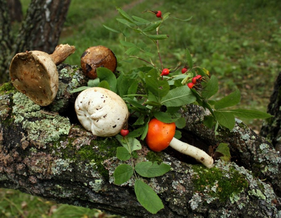 Сосновик гриб