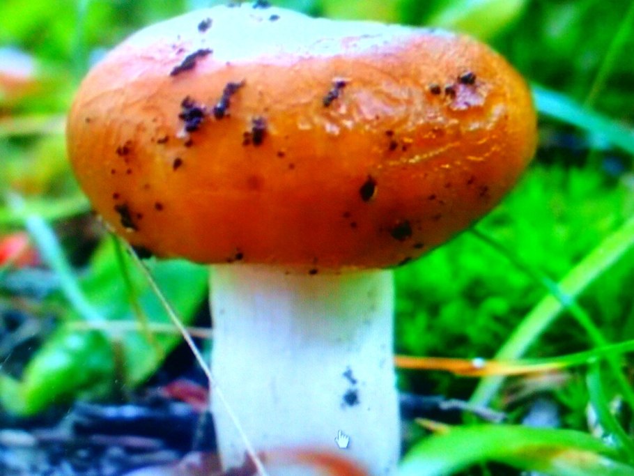 Валуй гриб съедобный