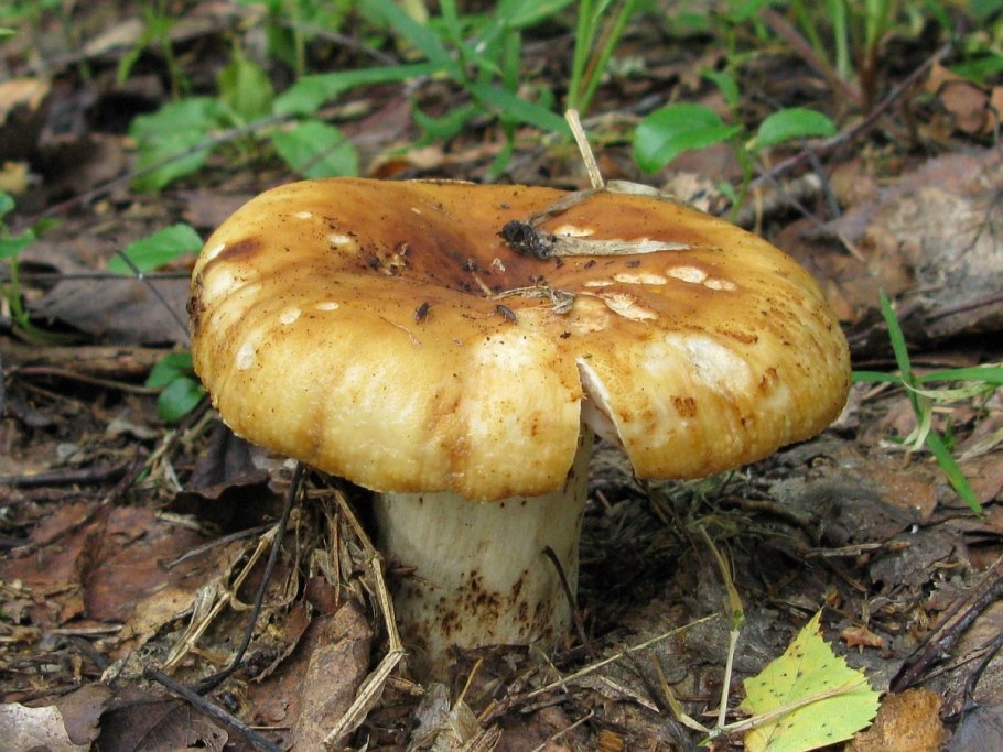 Валуй (Russula Foetens)