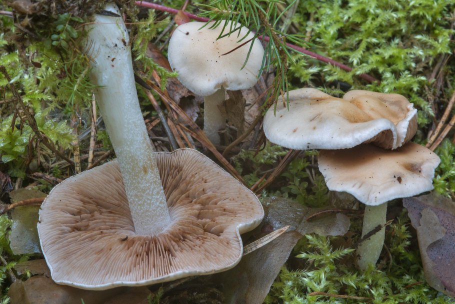 Гебелома Дюнная