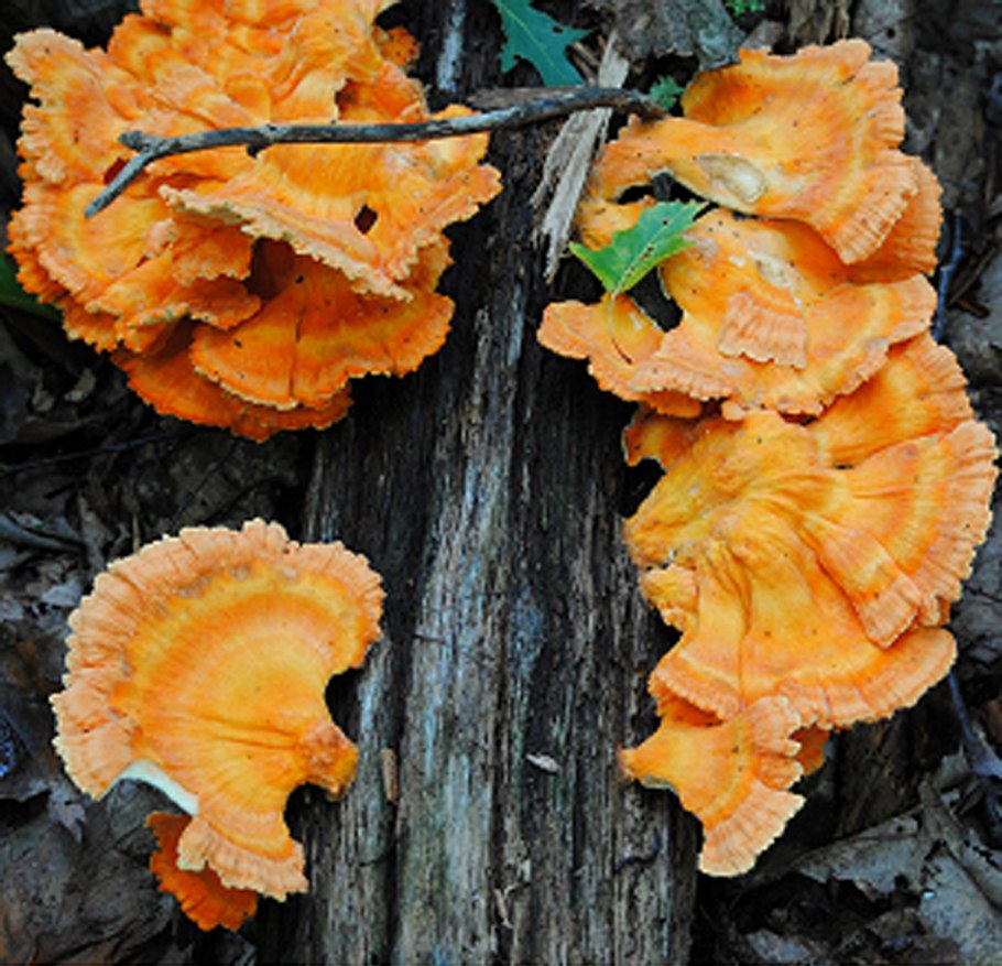 Трутовик серно-желтый Laetiporus sulphureus