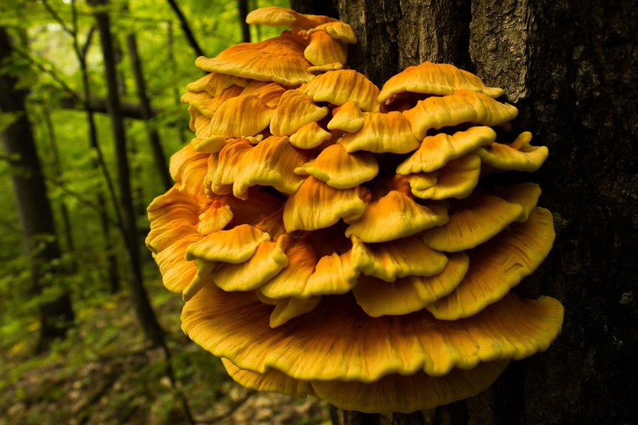 Трутовик серно-желтый Laetiporus sulphureus
